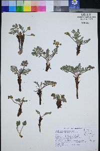 Lomatium foeniculaceum image