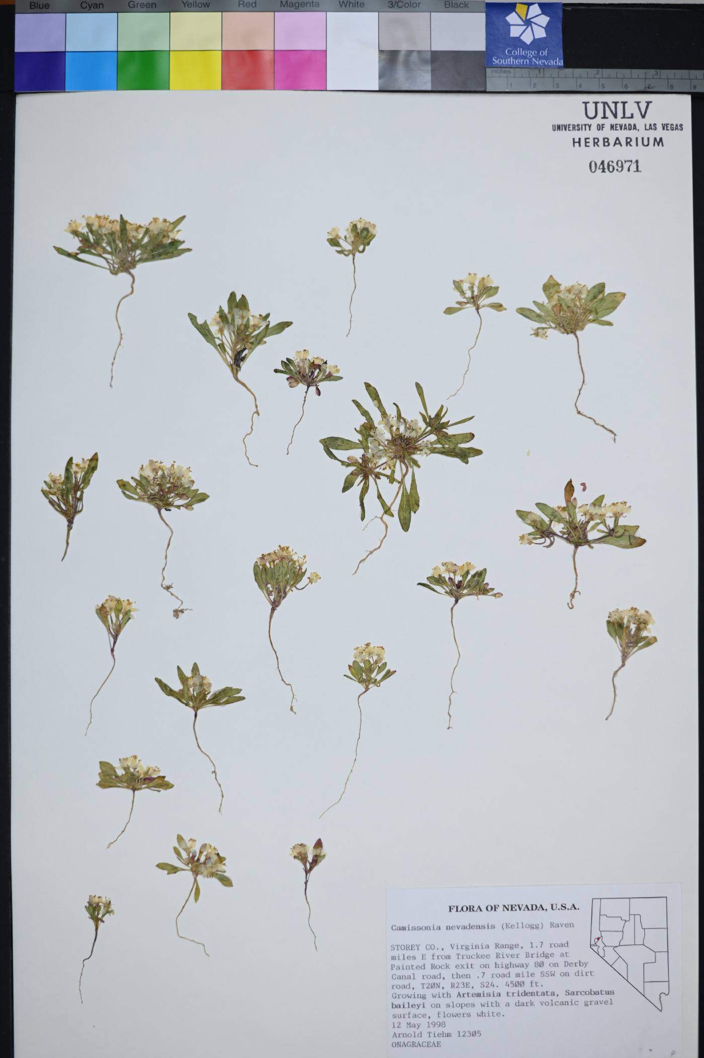 Eremothera nevadensis image