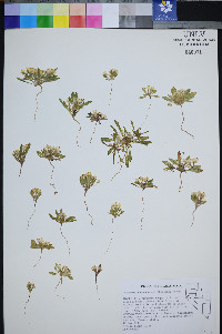 Eremothera nevadensis image