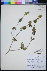 Mirabilis pudica image