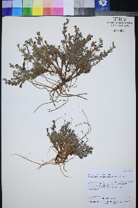 Penstemon thompsoniae image