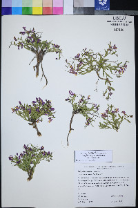 Rhinotropis subspinosa image