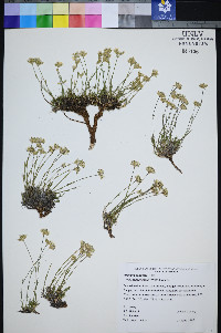 Eremogone congesta var. subcongesta image
