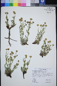 Xanthisma grindelioides var. depressum image