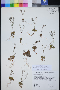 Johanneshowellia puberula image