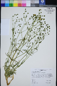 Frasera albomarginata image