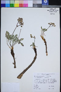 Lomatium foeniculaceum subsp. macdougalii image