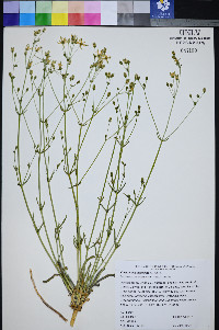 Frasera albomarginata image