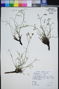 Peucedanum graveolens image