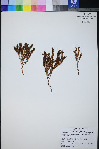 Phacelia mustelina image
