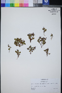 Phacelia mustelina image
