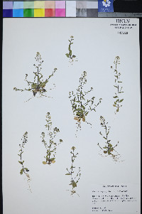Draba brachycarpa image