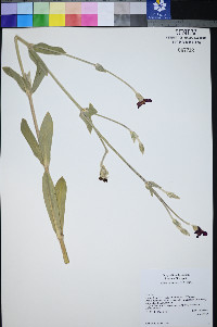 Silene coronaria image