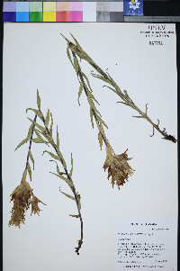 Castilleja sulphurea image
