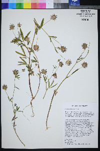 Trifolium mucronatum subsp. lacerum image