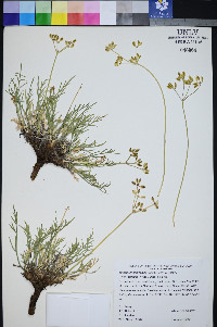 Peucedanum graveolens image