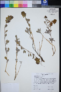 Salvia dorrii image