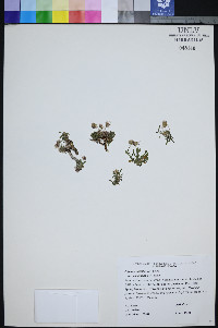 Erigeron uncialis image