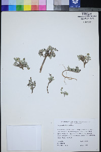 Physaria hitchcockii image