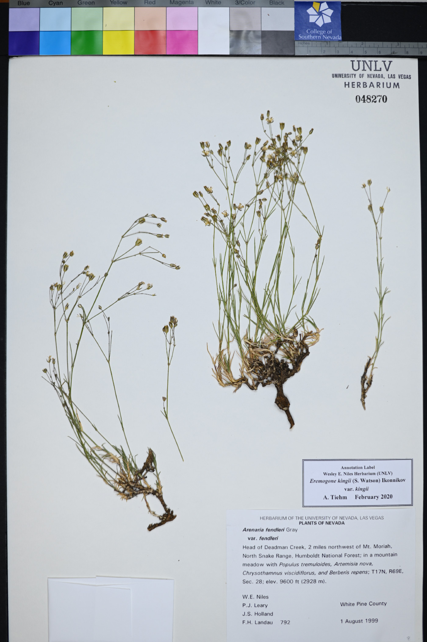 Eremogone kingii var. kingii image
