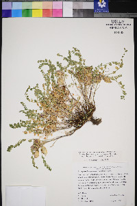 Astragalus lentiginosus var. latus image