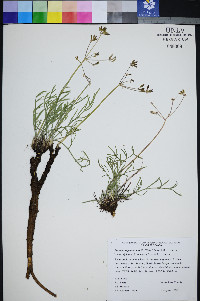 Peucedanum graveolens image