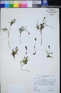 Silene clokeyi image
