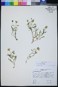 Mentzelia polita image