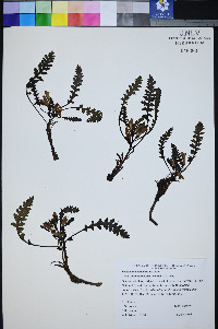 Pedicularis semibarbata var. charlestonensis image
