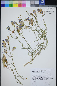 Penstemon fruticiformis subsp. amargosae image