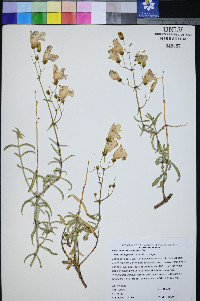 Penstemon fruticiformis subsp. amargosae image
