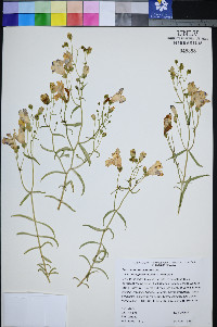 Penstemon fruticiformis subsp. amargosae image