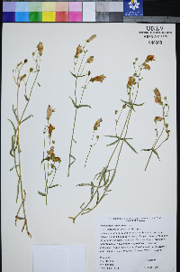 Penstemon fruticiformis subsp. amargosae image