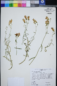 Penstemon fruticiformis subsp. amargosae image