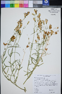 Penstemon fruticiformis subsp. amargosae image