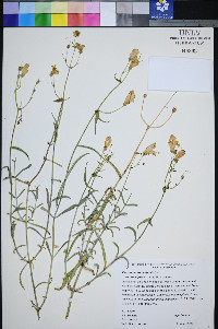 Penstemon fruticiformis subsp. amargosae image