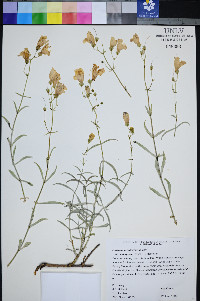Penstemon fruticiformis subsp. amargosae image