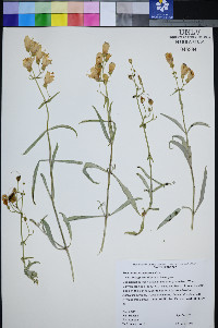 Penstemon fruticiformis subsp. amargosae image