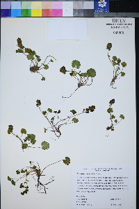 Synthyris ranunculina image