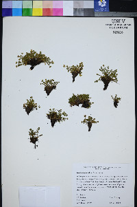 Ivesia jaegeri image