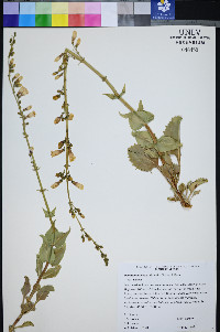Penstemon bicolor subsp. bicolor image