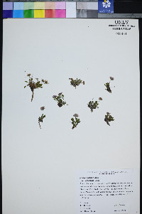 Erigeron uncialis image