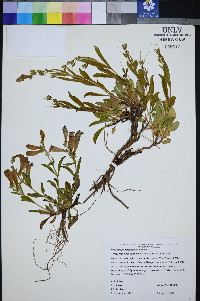 Penstemon leiophyllus image