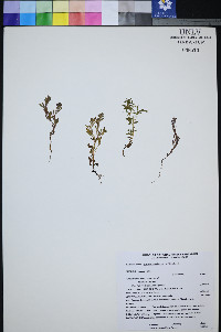 Phacelia minutissima image