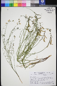 Astragalus convallarius var. margaretae image