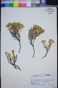 Chrysothamnus humilis image