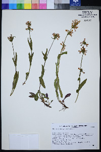 Penstemon pratensis image