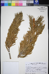 Pinus albicaulis image