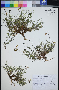 Astragalus salmonis image