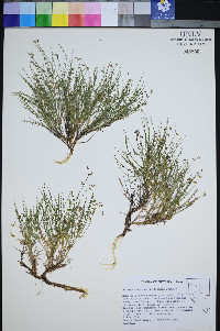 Astragalus yoder-williamsii image